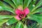 Top view of bromeliad exotic plant in the garden