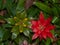 Top view Bromeliad flower in the garden