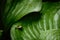 Top view of Brown snail walking on fresh green leaves with drop dew after rain. Garden snail on Cardwell lily or Northern