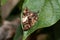 Top view on a brown white sparkled falter sitting on a green leaf in a greenhouse in emsbÃ¼ren emsland germany