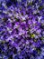 Top view of bunch of blue lilac violet purple Campanula blooming flowers