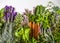 Top view of bunch of fresh herbs from the garden and spices on a white background