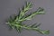 Top view of bunch of rosemary