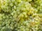 Top view of bunches of green grapes