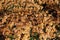 Top view of bush of orange Chrysanthemums in bloom