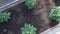 Top view of the bushes of young cherry tomato plants of green color. The concept of organic farming, growing young