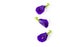 Top view butterfly pea flower on white background, herb and medi