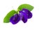 Top view butterfly pea flower on white background, herb and medi