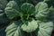 Top view of cabbage bush with large leaves with water drops