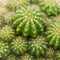 Top view cactus