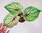 Top view of Caladium at home : Colorful bon leaf in the pot.