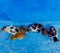 Top view of calico cats, sitting outside on the blue stairs of house