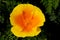 A top view of a California poppy in bloom.