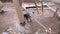 Top view of carpenter building new wooden ecological house or cottage in the countryside area. Clip. Male worker wearing