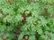 top view, cassava leaves on tree