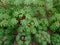 top view, cassava leaves on tree