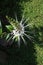 top view of cat\\\'s whisker flowers against a background of grass