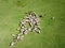 Top view of cattle, sheep, donkey, goat  on the pasture