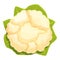 Top view cauliflower icon cartoon vector. Cabbage food