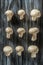 top view of champignon mushrooms in rows