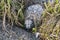 Top view on a chick of large polar gull hiding among rocks