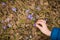 Top view on child`s hand picking forest first snowdrops. Spring time background