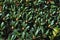 Top view of Chinese dwarf rhododendron with buds