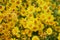Top View Chrysanthemum Flower or Mums Flower Background