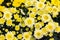 Top view Chrysanthemum flower yellow.