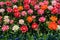 Top view close-up of beautiful blooming multi-colored peony flowering tulips with a row of blue grape hyacinths