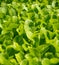 Top view, close-up, beds of green seedlings, background