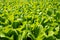 Top view, close-up, beds of green seedlings, background