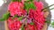 Top view, close-up of a bouquet of flowers, rotation on a white background. consists of Carnation, Barbatus.