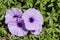 Top view close-up of Cairo Morning Glory, Indian Breed