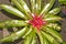 Top view, close up of a central area of a tropical plants bloom on