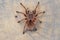 Top view and close up of Grammostola rosea red on background of wood slice.