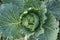 Top view close-up head of cabbage with holey leaves gnawed by pest