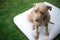 Top view close up head shot of pit bull dog sitting on a white m