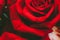 Top view and close up image on bright Red Rose for Valentine`s D