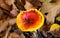 Top view close up of isolated toadstool amanita muscaria, fly agaric with brown foliage background - Germany