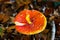 Top view close up of isolated toadstool amanita muscaria, fly agaric with brown foliage background - Germany