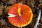 Top view close up of isolated toadstool amanita muscaria, fly agaric with brown foliage background - Germany