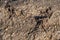 Top view and close up light brown soil and sand texture background, part of grass root