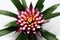 Top view; close-up natural background of beautiful bromelia flower on white.