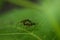 Top view close up of two insects reproduction on the leaves in s