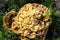 Top view close up of velvet-top fungus or dyerÂ´s polypore phaelus spadiceus or schweinitzii in autumn.