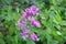 Top view close up of the vibrant pink flowers of Lunaria annua, called honesty or annual honesty is a species of flowering plant.