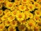 Top view close up of yellow chrysanthemums bouquet composition. Texture pattern of blooming michaelmas daisies flowers, fresh