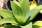 Top view closeup of an Aloe Bursting Succulent plant