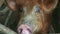 Top view closeup big sad ginger pig snout looks at camera behind wooden fence